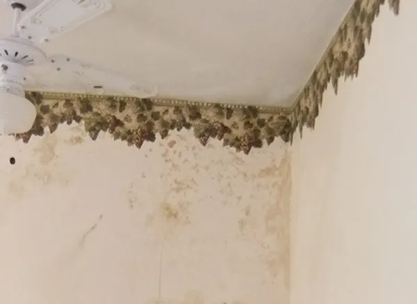 Damp property issue