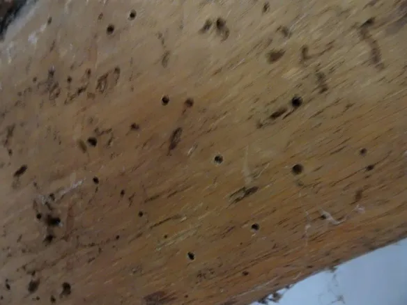 Death Watch Beetle example