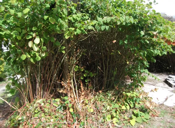 Japanese Knotweed example