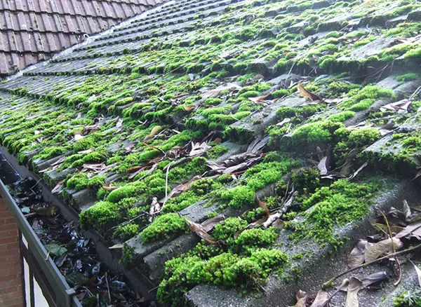 Moss & Lichen example